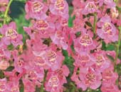 Angelface Pink