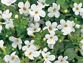 Bacopa Cabana white