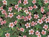 Bacopa Cabana Pink