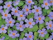 Bacopa Cabana Blue