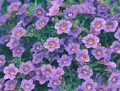 Calibrachoa Trailing Blue