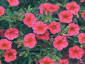 Calibrachoa Trailing Pink