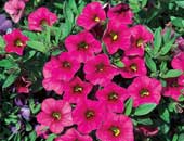 Calibrachoa Cherry Pink