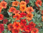 Calibrachoa Crackling Fire