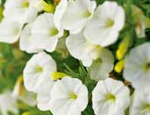 Calibrachoa White