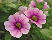 Calibrachoa Tickled Pink