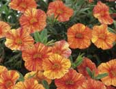 Calibrachoa Tequila Sunrise