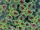 Coleus Chocolate Drop