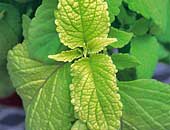 Coleus Colorblaze Lifelime