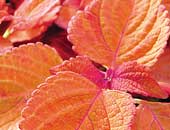 Coleus Colorblaze Sedona