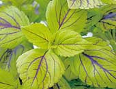 Coleus Gay's Delight