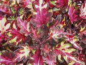 Coleus Merlin’s Magic
