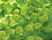 Euphorbia Kalipso