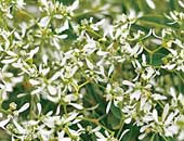 Euphorbia Diamond Frost