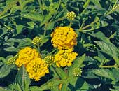 Lantanas New Gold