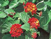 Lantanas Patriot Classic Cherry