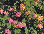 Lantanas Classic Patriot Deen Day Smith