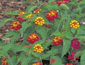 Lantanas Classic Desert Sunset