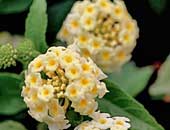 Lantanas Patriot Dove Wings