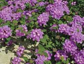 Lantanas Luscious Grape