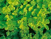 Lysimachia Goldilocks