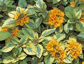 Lysimachia Walkabout Sunset