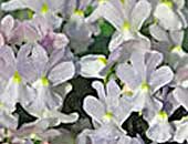 Nemesia Opal Innocence