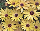 Osteospermum symphony Lemon
