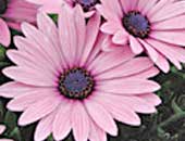 Osteospermum Soprano Purple