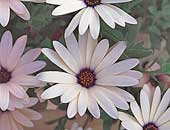 Osteospermum symphony Vanilla
