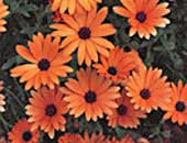 Osteospermum symphony Orange