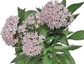 Penta Butterfly Lavender