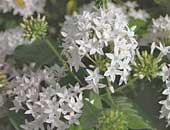 Penta Butterfly white