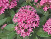 Penta Butterfly Deep pink