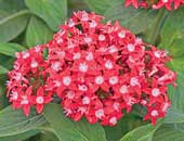 Penta Butterfly red