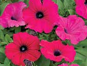 Supertunias Royal Magenta