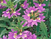 Scaevola Wirlwind Blue