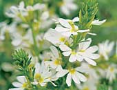 Scaevola Whirlwind White