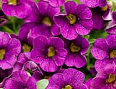 Superbells Trailing Plum