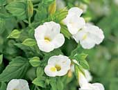 Torenia Catalina White Linen