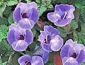 Torenia Summer Wave Blue