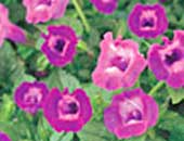 Torenia Summer Wave Amethyst