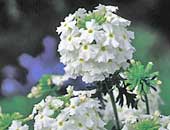 Verbenas Babylon White
