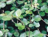 Muehlenbeckia Creeping Wire Vine