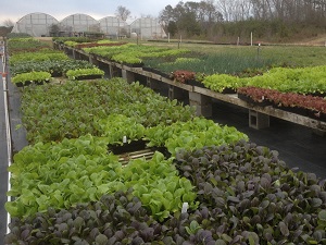 Spring Vegetables 2025