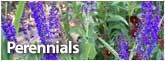 Perennials